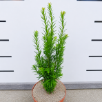 Tis prostredný (Taxus Media) ´HICKSII´ - výška  20-40 cm, kont. C2L